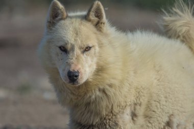 Ilulissat, Batı Grönland 'daki Grönland köpeği. Bu cinsler Alaska kurtlarından oldukça farklıdır. Bu cinsler Alaska kurtlarından daha ilginç, daha az evcil ve daha saldırgandır..