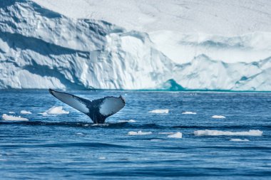 Kuzey Buz Denizi 'nin besleyici sularında beslenen kambur balinalar Ilulissat Icejord, Batı Grönland ağzındaki büyük buzdağlarının arasında karaya oturmuş.
