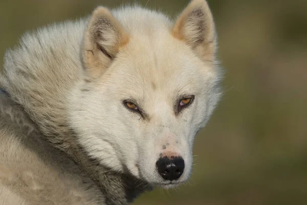 Cão Gronelândia Ilulissat Gronelândia Ocidental Estas Raças São Bastante Diferentes — Fotografia de Stock