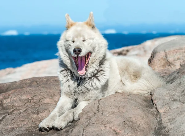 Greenlandic Dog Ilulissat Western Greenland Breeds Quite Different Alaskan Huskies — Stock Photo, Image