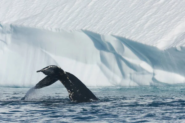 Balene Megattere Che Nutrono Nelle Acque Ricche Nutrienti Dell Oceano — Foto Stock