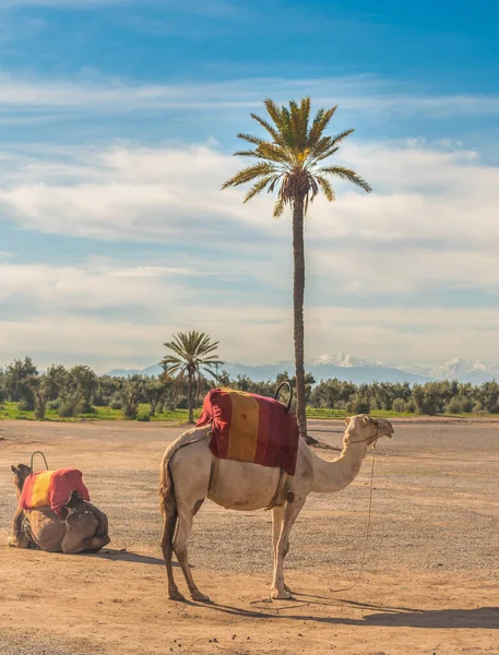 Camelo Paisagem Construção Terrenos Arenosos Deserto Primeiro Plano Com Oliveiras — Fotografia de Stock