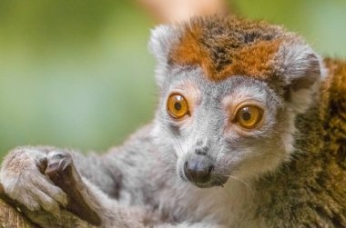 Taç giymiş lemur yakın çekim serisi
