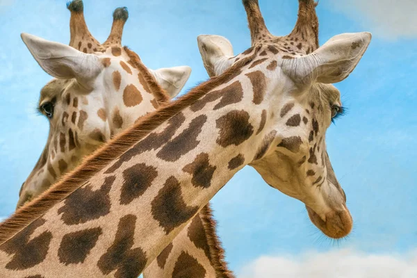 Ротшильды Сетчатые Жирафы — стоковое фото