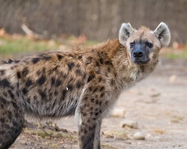 Gefleckte Hyäne Riecht Nach Einem Impala Kadaver — Stockfoto