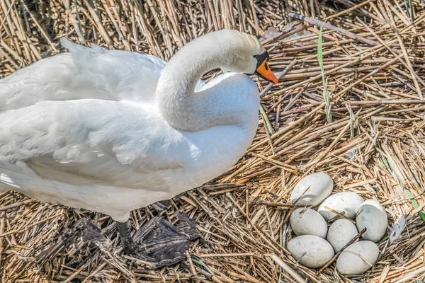 Schwäne Pflegen Nest Und Eier Holzsteg Hurden Rapperswil Schweiz — Stockfoto