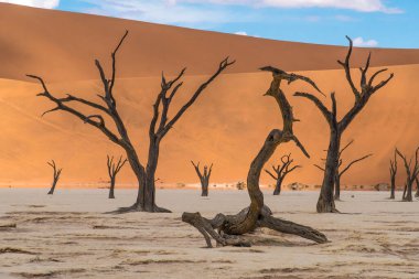 Deadvlei (ölü bataklık), Namibya 'daki Namib-Naukluft Parkı' nda beyaz bir kil tava. Dünyanın en yüksek kum tepeleriyle çevrili..