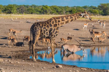 Büyük zürafa, zebra, antilop, siyah yüzlü impala, steenbok sürüleri öğleden sonra Chudop 'un su birikintisinde toplanıyor, Namutoni, Etosha Ulusal Parkı, Namibya