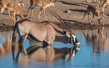 Büyük zürafa, zebra, antilop, siyah yüzlü impala, steenbok sürüleri öğleden sonra Chudop 'un su birikintisinde toplanıyor, Namutoni, Etosha Ulusal Parkı, Namibya