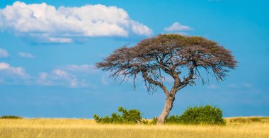 Sonu gelmeyen otlakların, Halali 'nin, Etosha Ulusal Parkı' nın, Namibya 'nın ortasındaki sueda su birikintisinde büyüyen tek bir akasya ağacı.