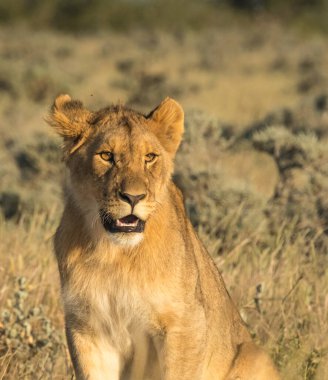 Dişi aslanların ve yavruların sürüsü gündüz atıştırmalıklarından uyanıp gecenin erken saatlerinde Nebrownii su birikintisi, Okaukeujo, Etosha Milli Parkı, Namibya yakınlarında gece avlanmak için toplanır ve harekete geçerler.