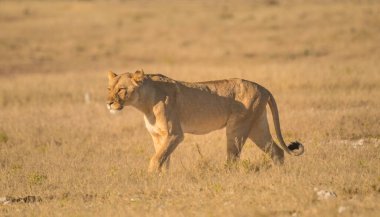 Dişi aslan Nebrownii su birikintisi, Okaukeujo, Etosha Ulusal Parkı, Namibya 'da zebra sürüleri besliyor.