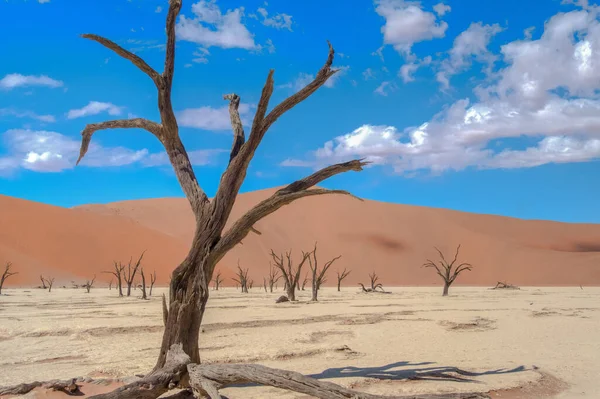 Deadvlei Toter Sumpf Eine Weiße Tonpfanne Namib Naukluft Park Namibia — Stockfoto