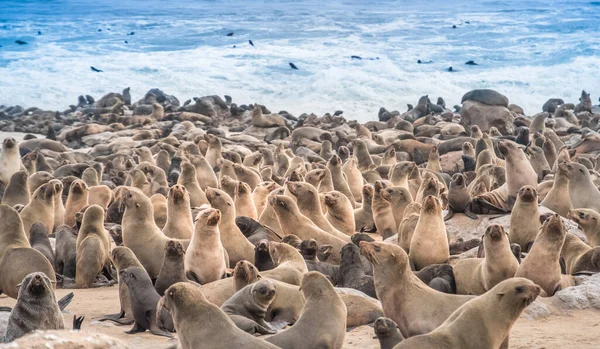 Cape Cross Seal Reserve Södra Atlanten Skelettkusten Namiböknen Västra Namibia — Stockfoto