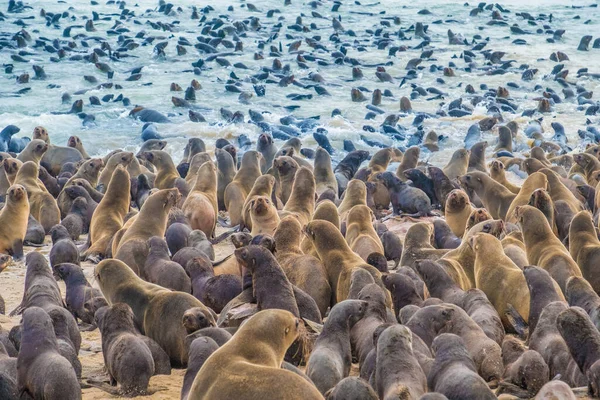 Cape Cross Seal Reserve Atlântico Sul Costa Esqueleto Deserto Namíbia — Fotografia de Stock