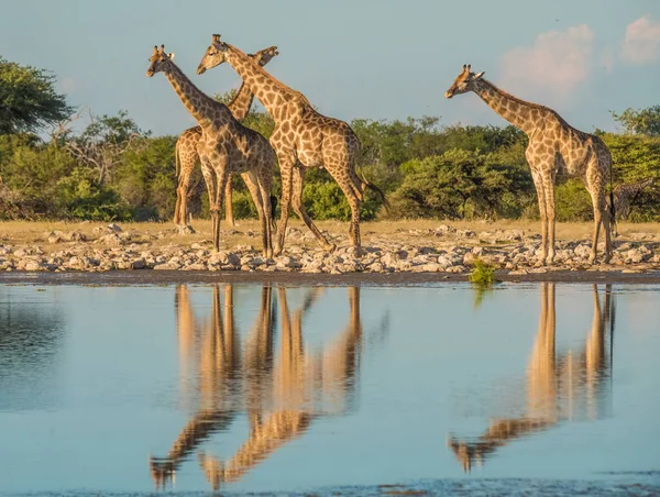 Жирафы Приближаются Водопою Кляйн Намутони Утолить Жажду Национальный Парк Этоша — стоковое фото