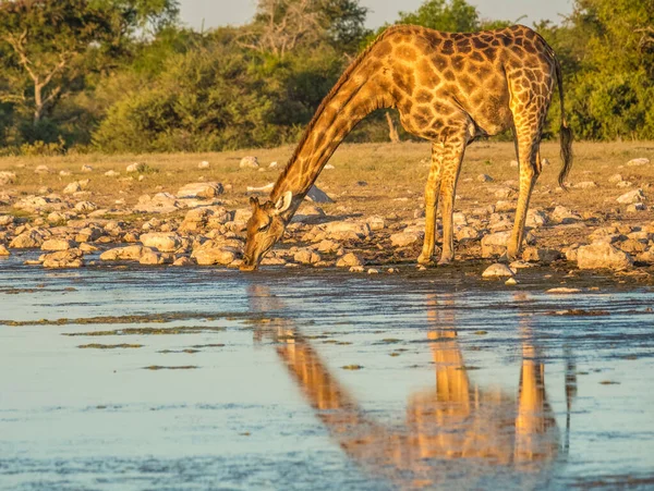 Girafes Agenouillées Trou Eau Klein Namutoni Pour Étancher Leur Soif — Photo