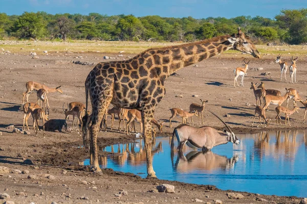 Grandes Girafes Zèbres Oryx Impala Visage Noir Troupeaux Steenbok Rassemblent — Photo