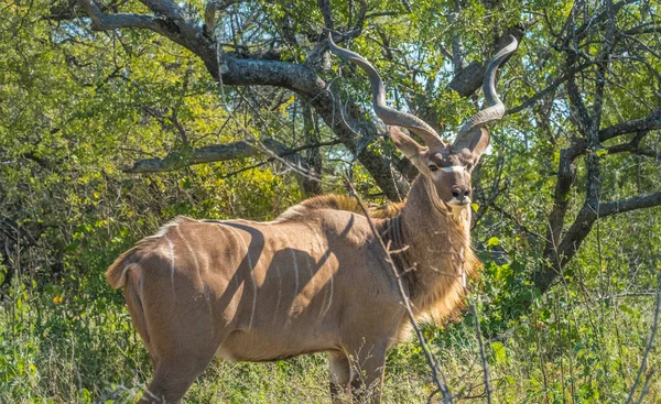 Grand Kudu Mâle Près Trou Eau Fort Onguma Situé Dans — Photo