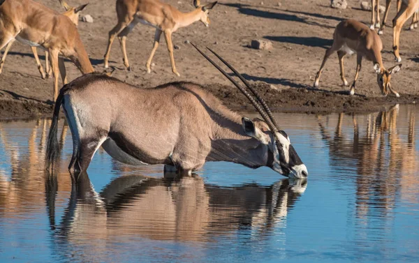 Grote Giraffe Zebra Oryx Zwarte Impala Steenbok Kuddes Verzamelen Zich — Stockfoto