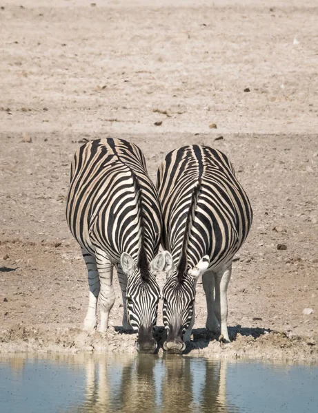 Enormi Mandrie Zebre Buchell Concentrarono Intorno Nebrownii Waterhole Okaukeujo Etosha — Foto Stock