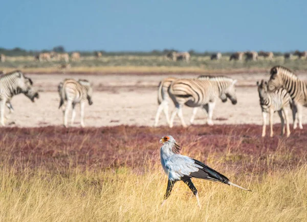 Secrétaire Oiseau Parmi Les Troupeaux Zèbres Buchell Trou Eau Nebrownii — Photo