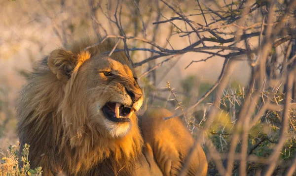 Singa Jantan Yang Megah Bangun Saat Matahari Terbenam Dari Tidur — Stok Foto