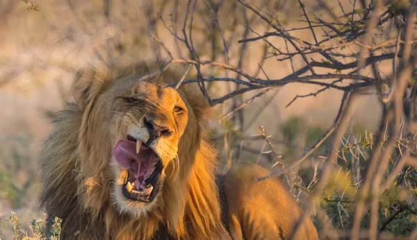 Majestic Male Lion Wakes Sunset Its Afternoon Nap Acacia Tree — Stock Photo, Image