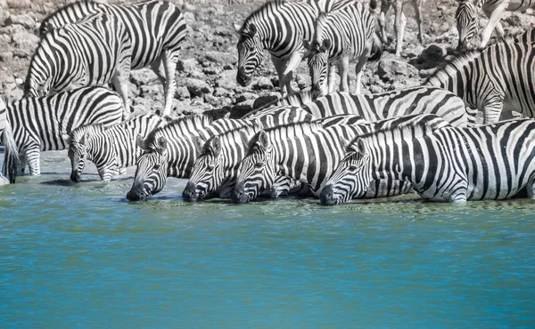 布切尔的大群斑马聚集在纳米比亚埃托沙国家公园的Okaukeujo水坑周围 灵车的数量和密度让人想起了坦桑尼亚塞伦盖蒂平原上巨大的移民通道 — 图库照片