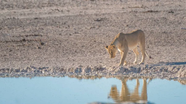 Lionessa Che Beve Calza Mandrie Zebre Presso Nebrownii Waterhole Okaukeujo — Foto Stock