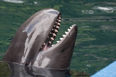 Sahte katil balina, dördüncü en büyük yunus, Delphinidae familyasının bir üyesi, okyanus yunusu ailesi. Daha yaygın olarak bilinen katil balina (Orca) ile aynı özellikleri taşır, ancak bu tür Delphinidae içindeki farklı cinslere aittir.