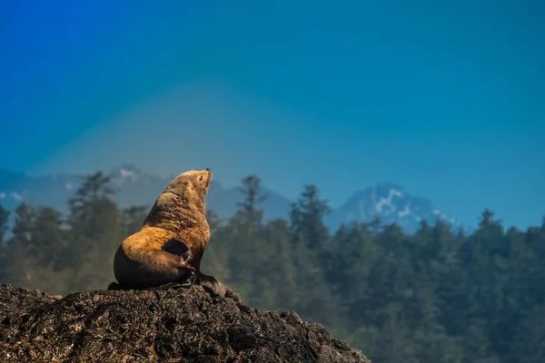 Zeeleeuwen Die Harde Wind Enorme Golven Trotseren Rotsachtige Eilandjes Voor — Stockfoto