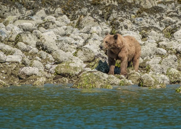 Niedźwiedź Grizzly Spaceruje Wzdłuż Brzegu Jedząc Kraby Ślimaki Podczas Odpływu — Zdjęcie stockowe