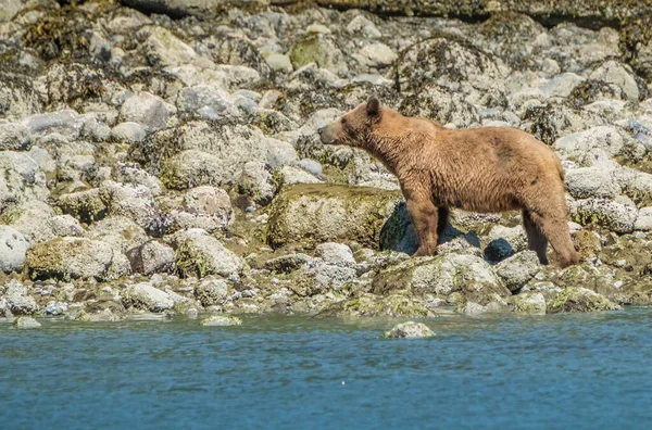 グリズリークマは カナダのブリティッシュコロンビア州バンクーバー島トフィーノ近くのグレンデールコーブの干潮と草の間にカニと大理石を食べる海岸沿いを歩きます — ストック写真