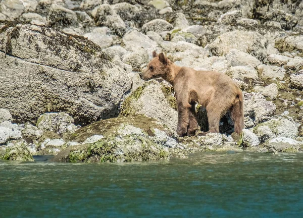 グリズリークマは カナダのブリティッシュコロンビア州バンクーバー島トフィーノ近くのグレンデールコーブの干潮と草の間にカニと大理石を食べる海岸沿いを歩きます — ストック写真