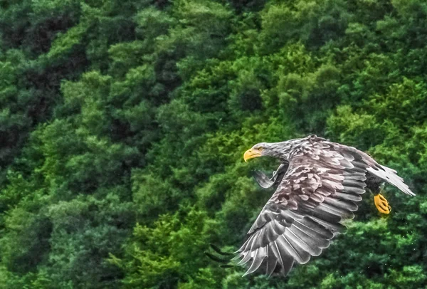 Vitstjärtad Havsörn Haliaeetus Albicilla Som Flyger Från Klipporna Nära Portree — Stockfoto