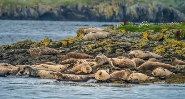 岩の多い島 ダンビーガンロック スカイ島 スコットランドのハイランドにある大きなアザラシコロニー — ストック写真