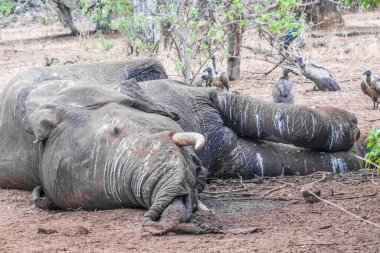 Aslanlar tarafından öldürülen bir fil leşi, Chobe Ulusal Parkı, Botswana