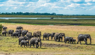 Large elephant herd taking a bath in the Chove river, Chobe Riverfront, Serondela, Chobe National Park, Botswana clipart