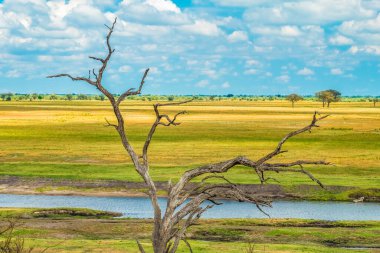 Ölü ağaçların eşsiz güzelliği, Chobe Ulusal Parkı, Botswana