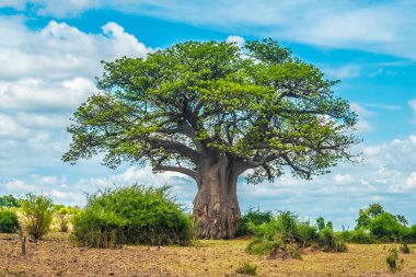 Baobab ağacı, Chobe Ulusal Parkı, Botswana
