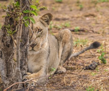 Çapkın bir dişi aslanla yakın etkileşim, Chobe nehir kenarı bölgesi, Serondela, Chobe Ulusal Parkı, Botswana