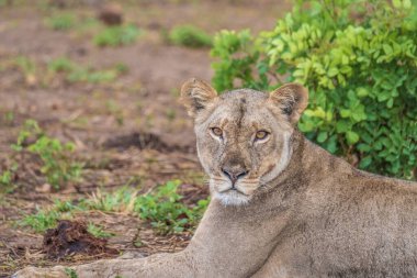 Çapkın bir dişi aslanla yakın etkileşim, Chobe nehir kenarı bölgesi, Serondela, Chobe Ulusal Parkı, Botswana