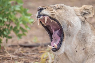 Çapkın bir dişi aslanla yakın etkileşim, Chobe nehir kenarı bölgesi, Serondela, Chobe Ulusal Parkı, Botswana