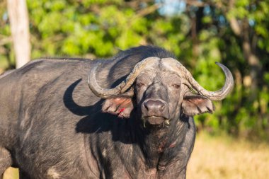 Buffalo kapanışı, Moremi oyun rezervi, Okavango Delta, Botswana
