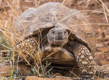 Afrika mahmuzlu kaplumbağa, Mokolodi Doğa Koruma Alanı, Gaborone, Botswana,