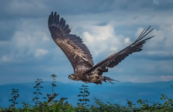 Беркут Aquila Chrysaetos Одна Самых Известных Хищных Птиц Северном Полушарии — стоковое фото