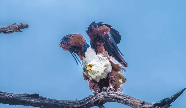 Afrikai Sas Chobe Nemzeti Park Botswana — Stock Fotó