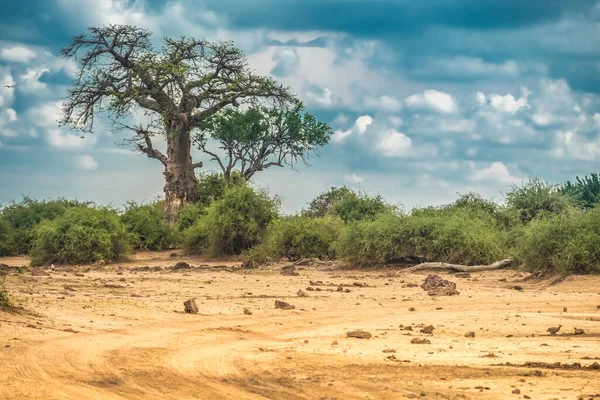 Baobab Park Narodowy Chobe Botswana — Zdjęcie stockowe