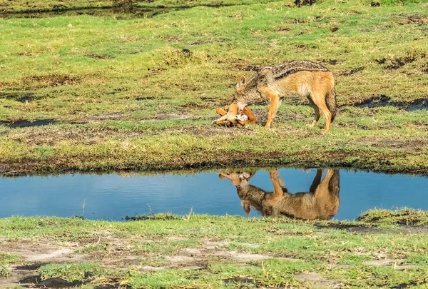 Jackal Dos Noir Jackal Dos Argenté Avec Une Nouvelle Impala — Photo